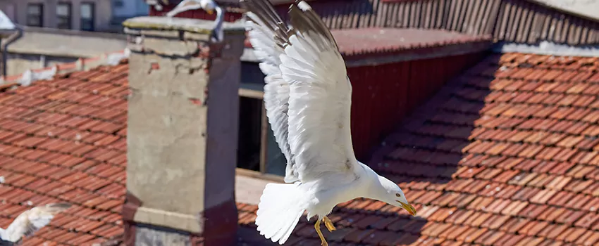 Residential Chimney Animal Removal Solution in Greenfield, CA